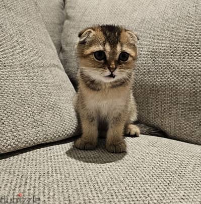 scottish fold  kitten