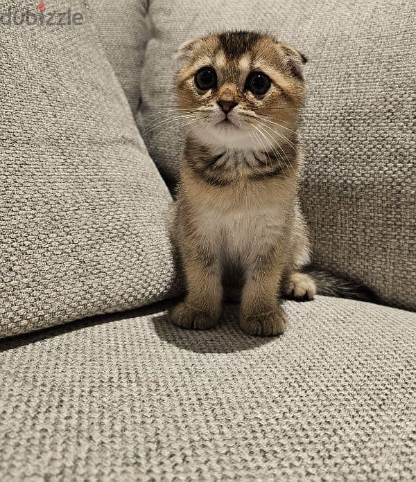 scottish fold  kitten 1