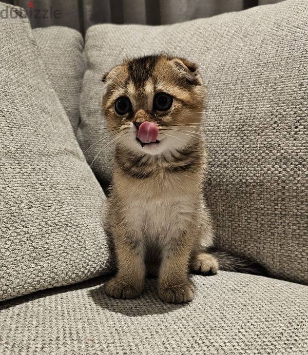 scottish fold  kitten 2