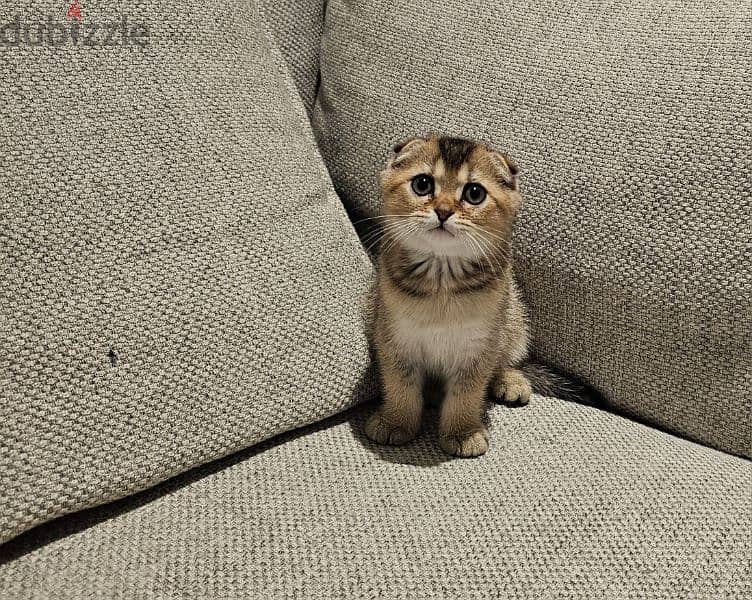 scottish fold  kitten 3