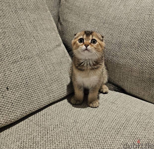 scottish fold  kitten 4