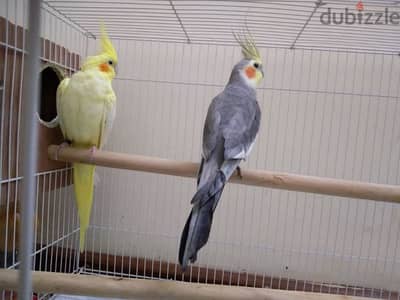 Cocktails کوکتیل Male & Female with food and cage