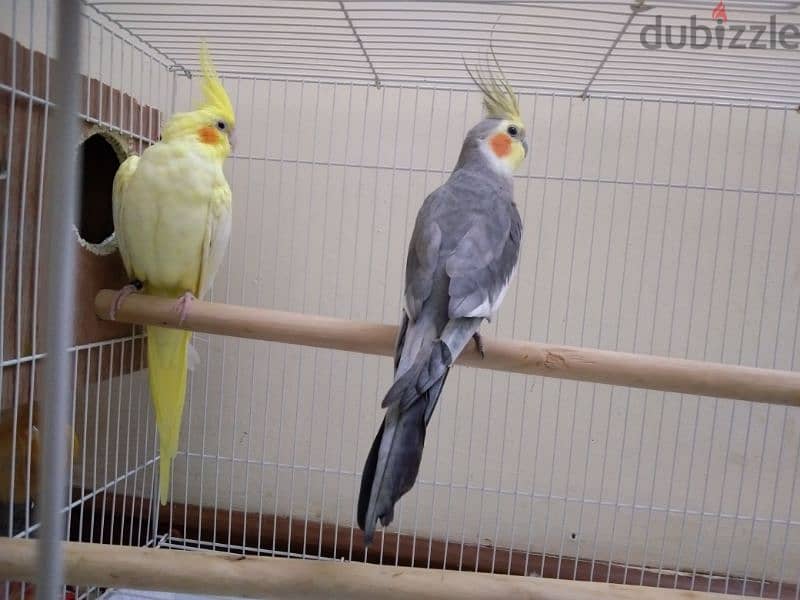 Cocktails کوکتیل Male & Female with food and cage 0