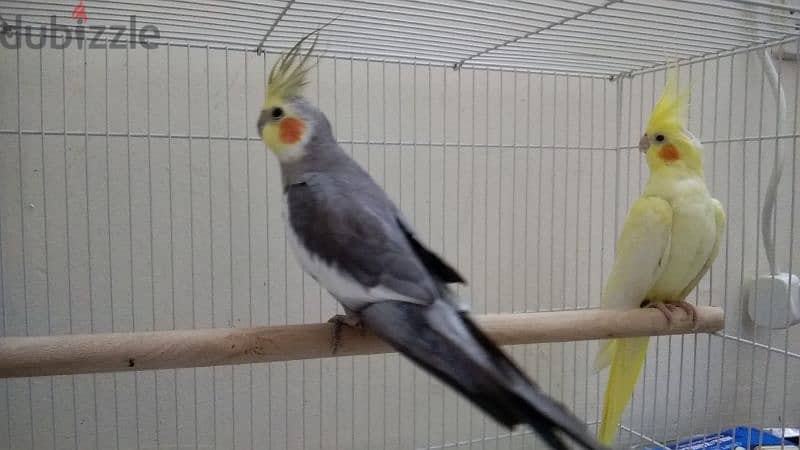 Cocktails کوکتیل Male & Female with food and cage 1