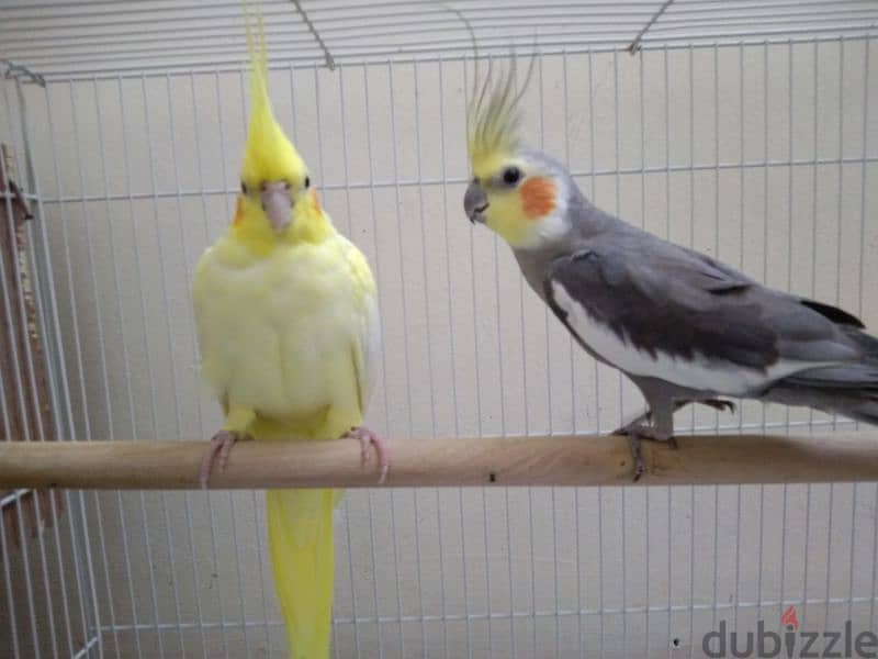 Cocktails کوکتیل Male & Female with food and cage 2