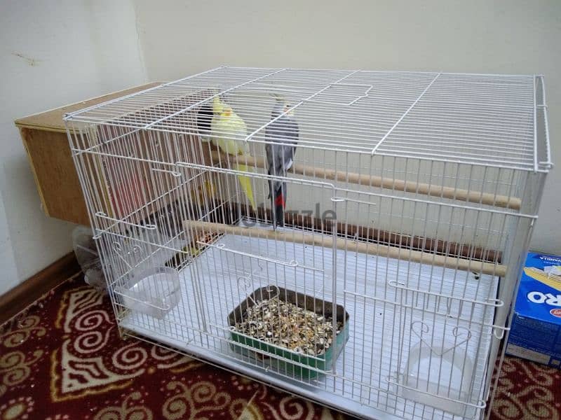 Cocktails کوکتیل Male & Female with food and cage 3