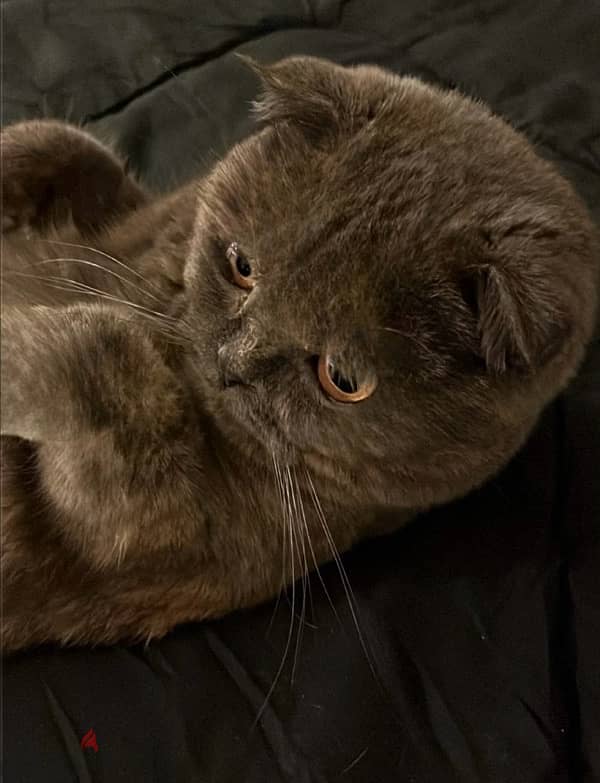 قطه سكوتش فولد  Scottish Fold cat 0