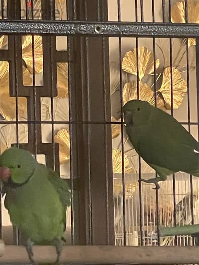 indain ringnecked parrots cute 2pc