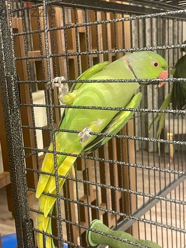 indain ringnecked parrots 2pc 2