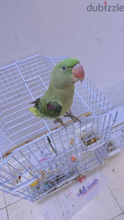 nepali parrot female and male both sale cheap price