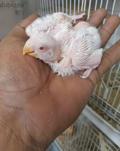 love birds white albino check