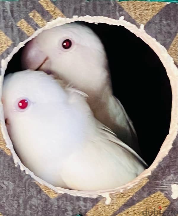 love birds white albino check 1