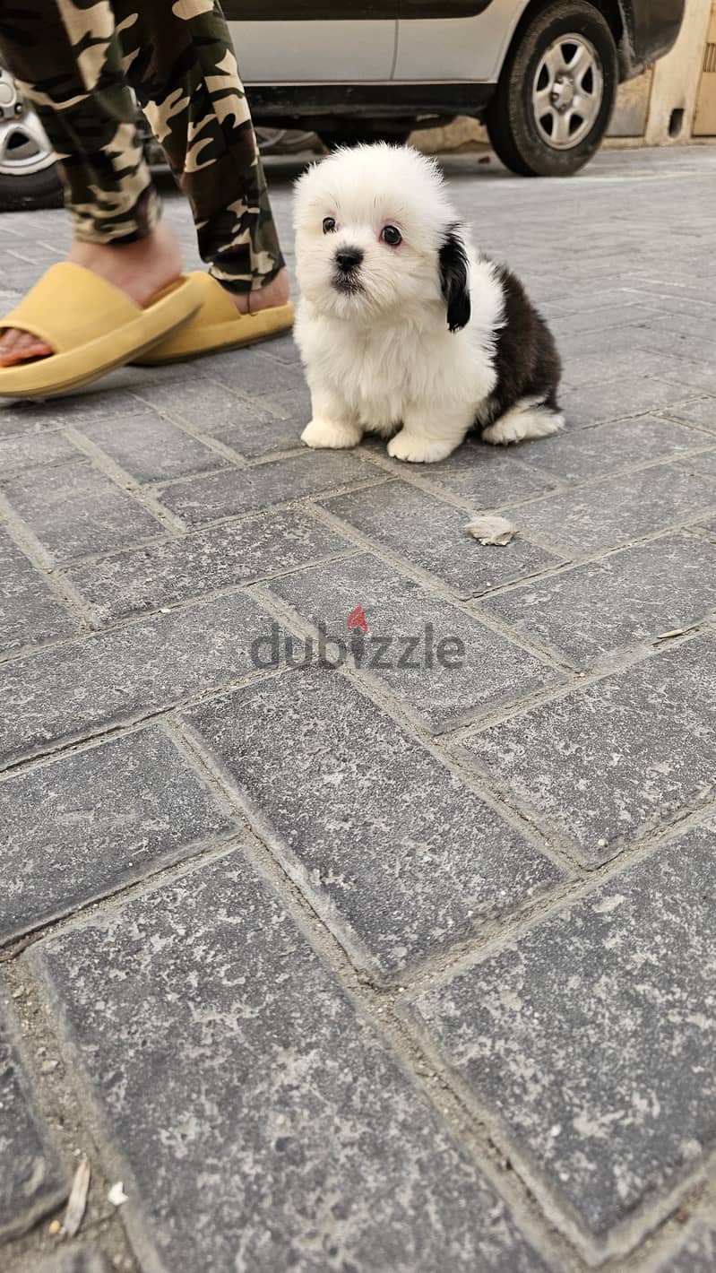 shihtzu 1