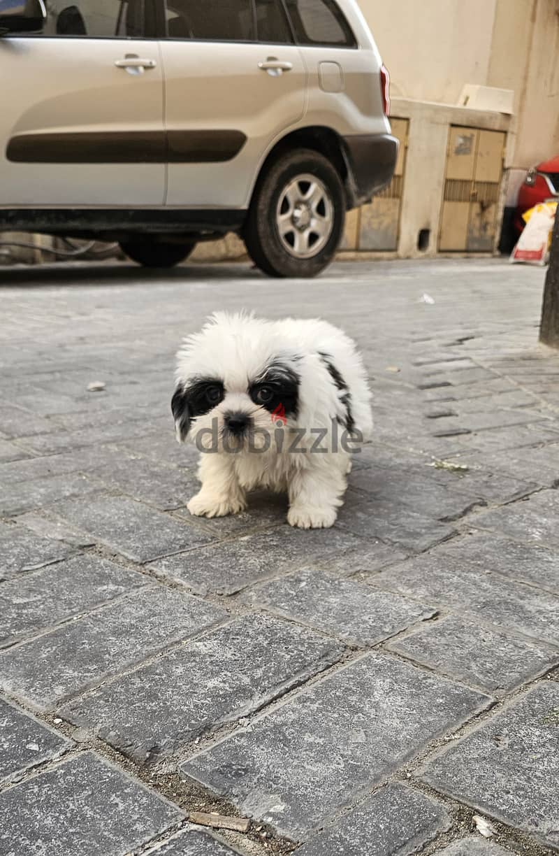 shihtzu 3