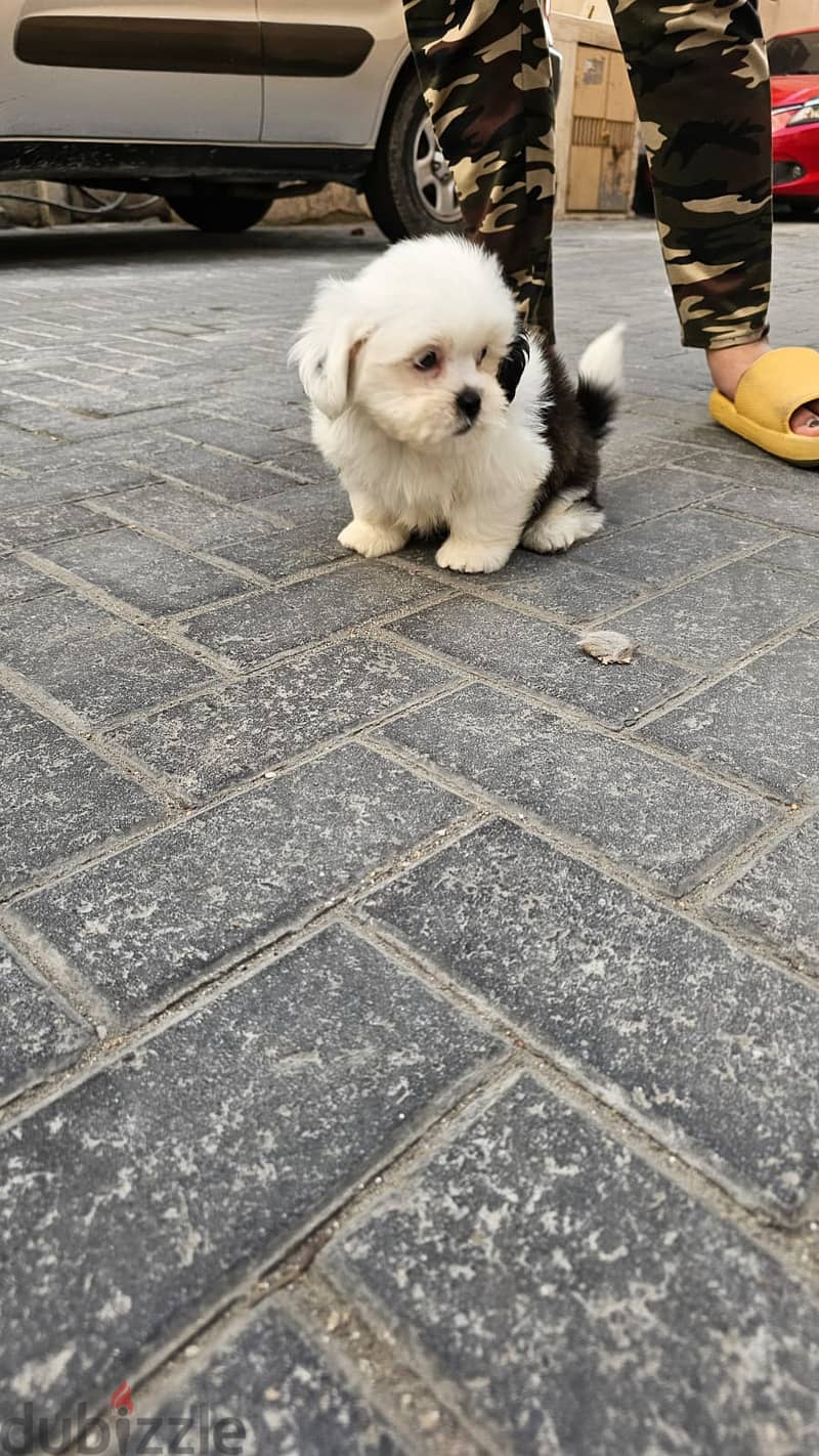 shihtzu 8