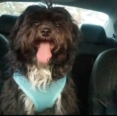 dog for adoption (shih tzu)