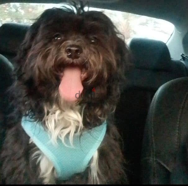 dog for adoption (shih tzu) 0