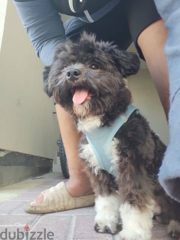 dog for adoption (shih tzu) 1