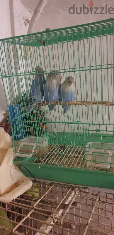 3 Love bird for sale  1 piec 8bd