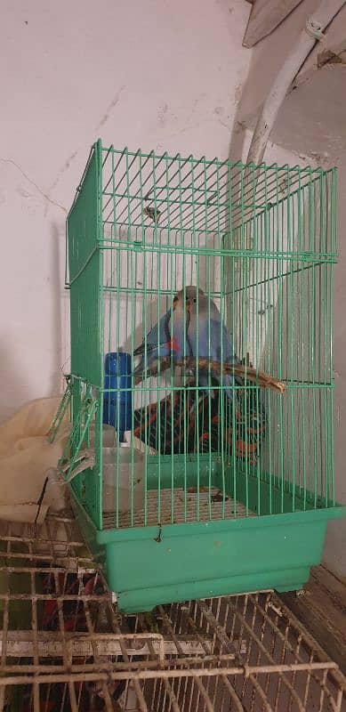 3 Love bird for sale  1 piec 8bd 1