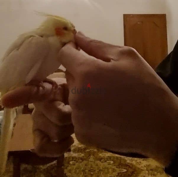 كوكتيل COCKATIEL 1