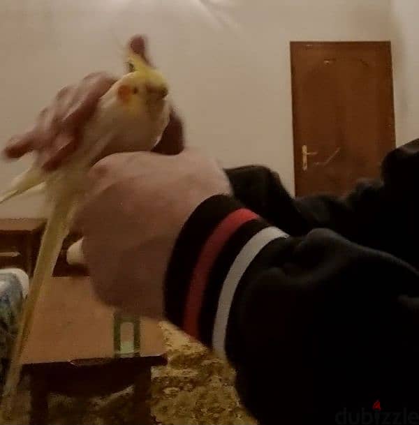 كوكتيل COCKATIEL 3