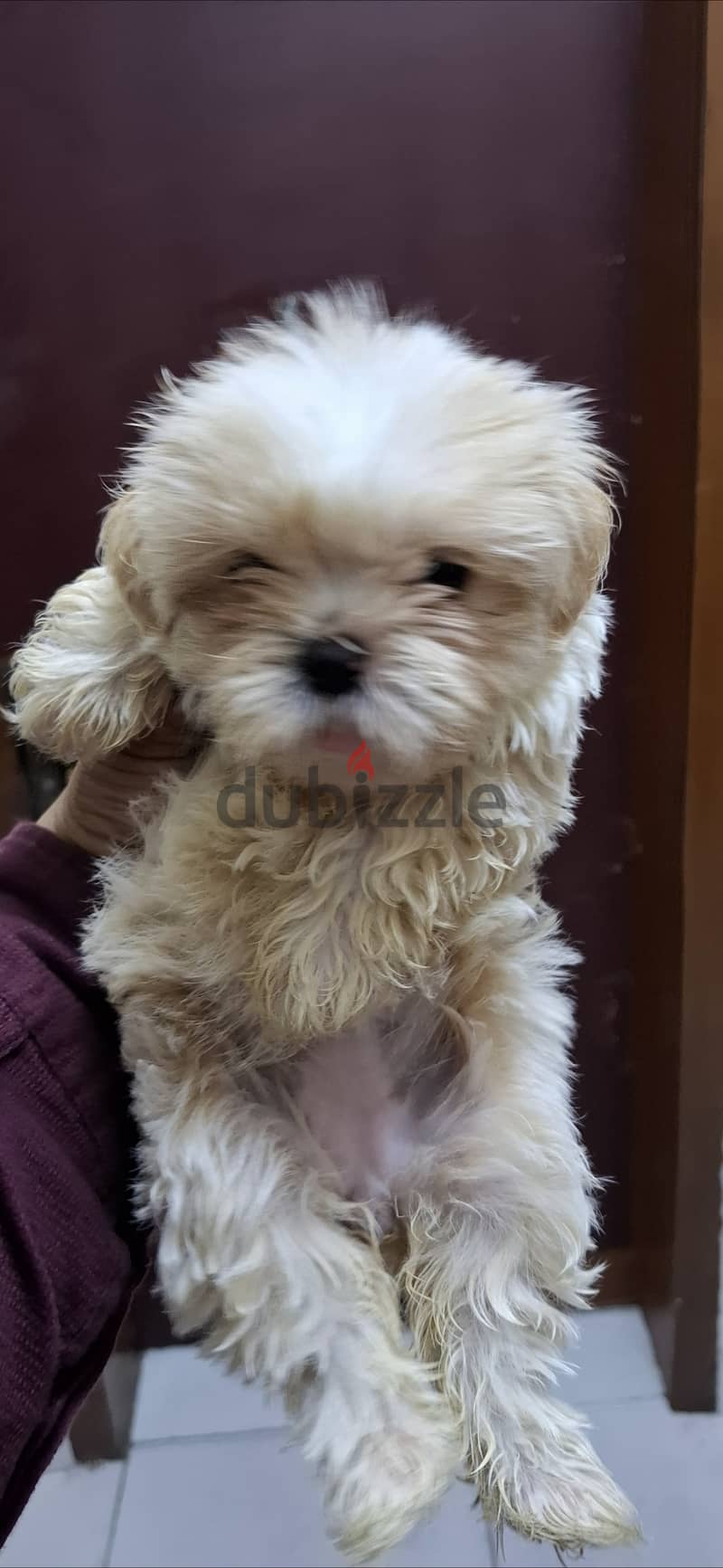 Shih tzu 2 months old 2