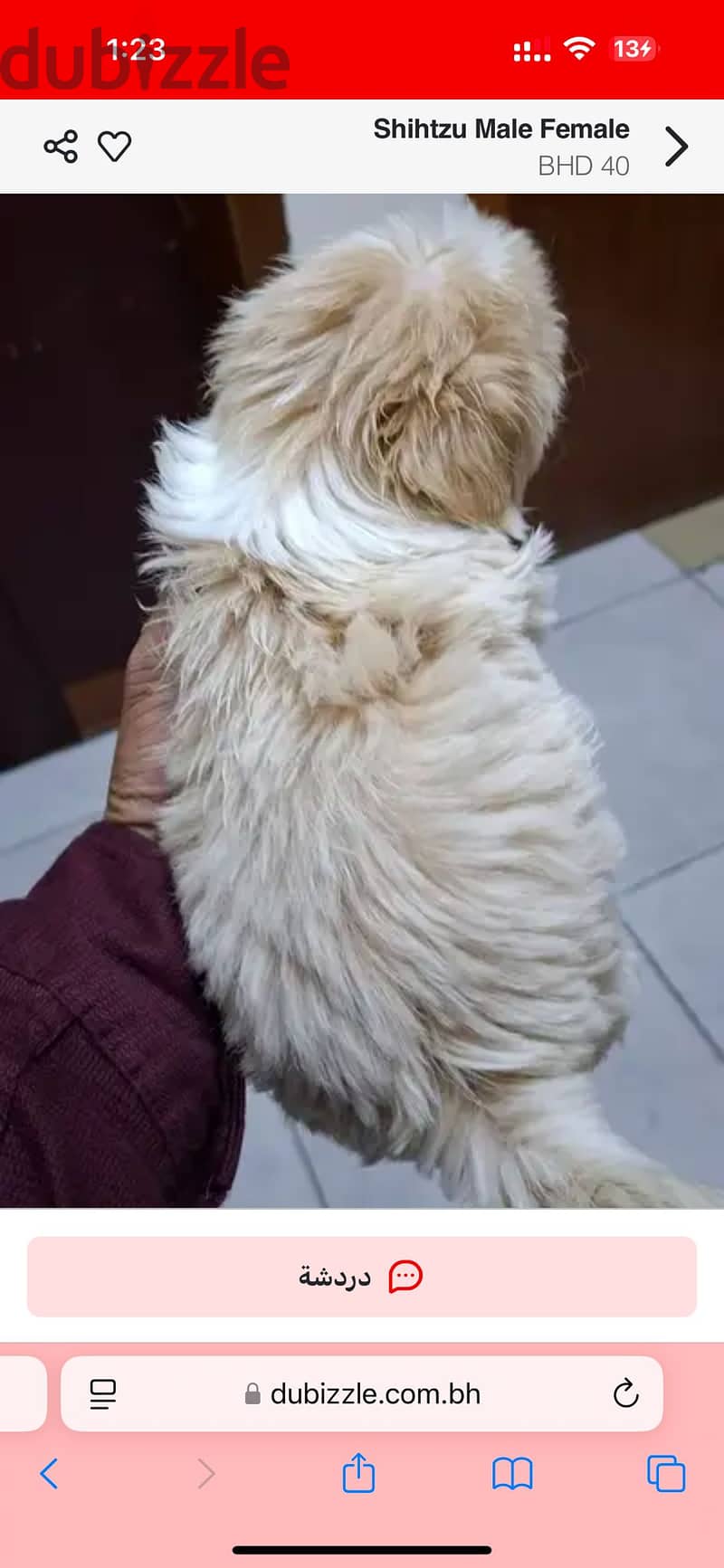 Shih tzu 2 months old 3