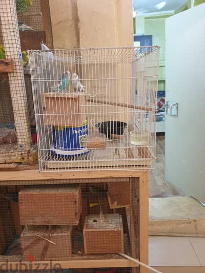 Bugies white colour pair with 2 chicks 10bd without cage