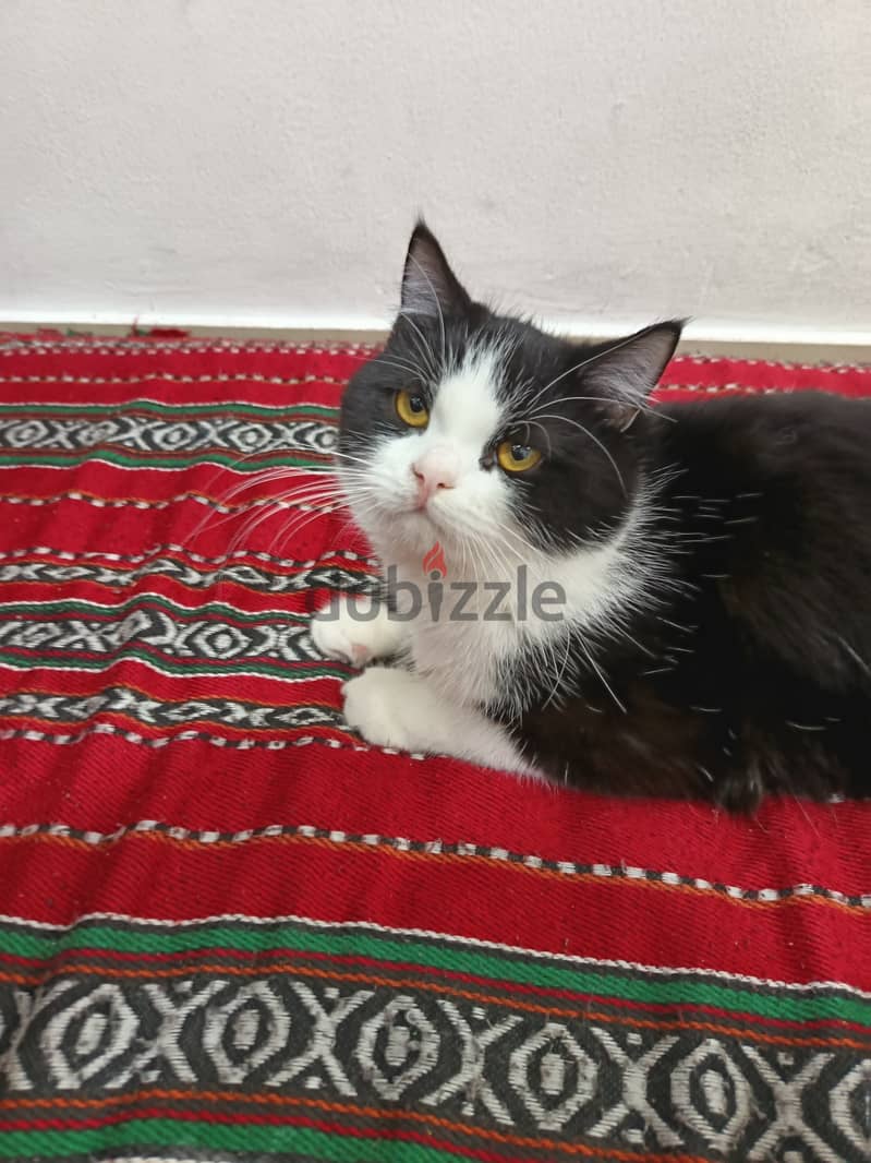 قط شيرازي للتبني - Shirazi cat for adoption 0