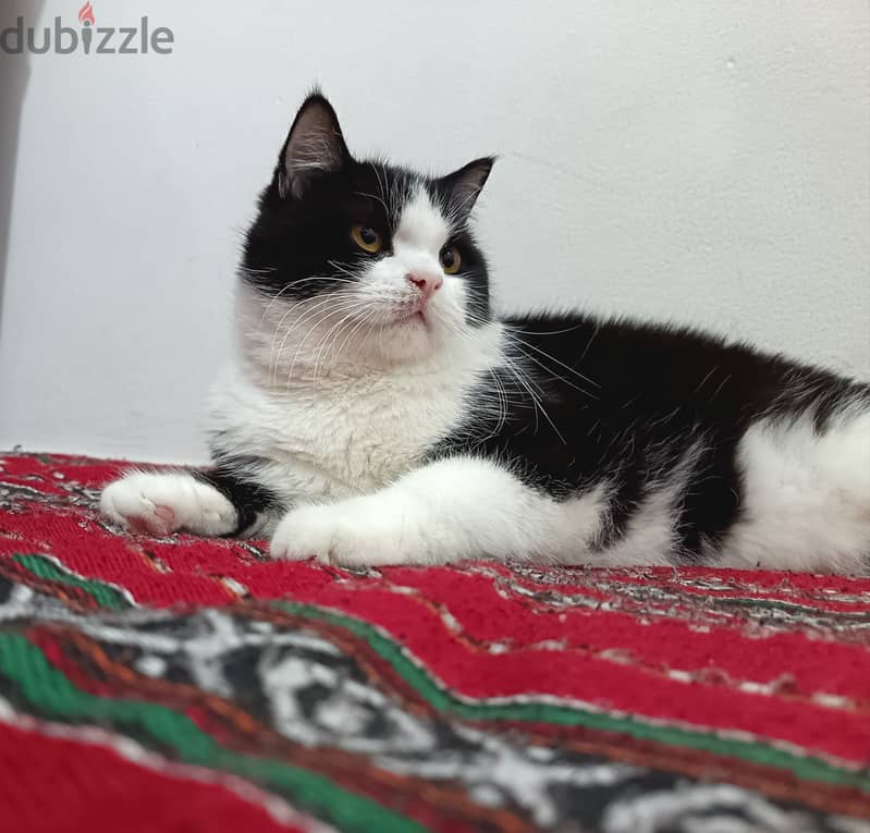 قط شيرازي للتبني - Shirazi cat for adoption 1