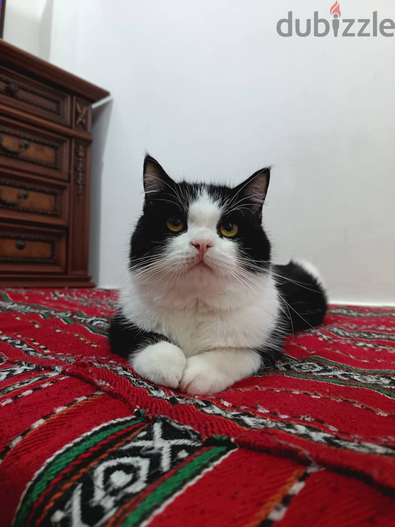 قط شيرازي للتبني - Shirazi cat for adoption 2