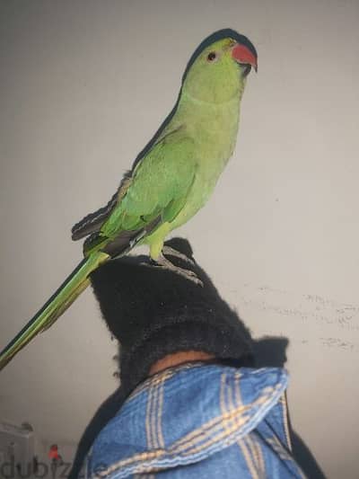 female parrot for sale