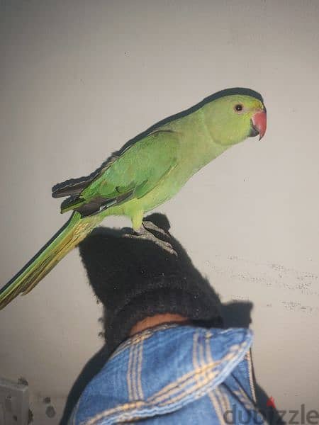 female parrot for sale 1