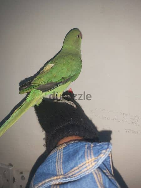 female parrot for sale 2