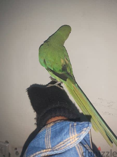 female parrot for sale 3