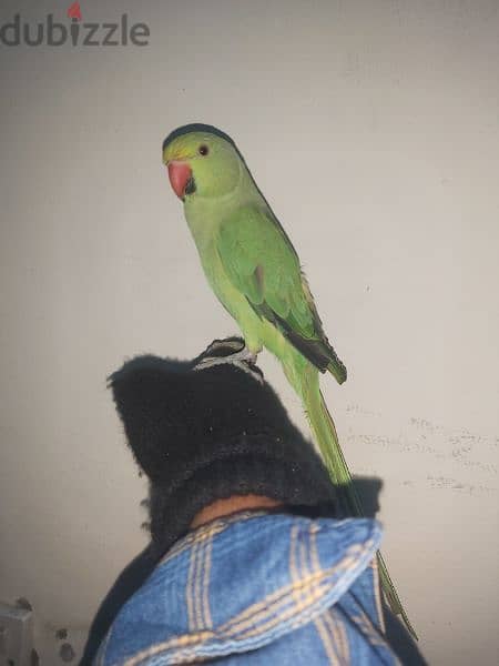 female parrot for sale 4