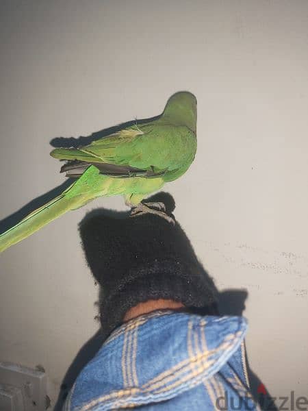 female parrot for sale 5