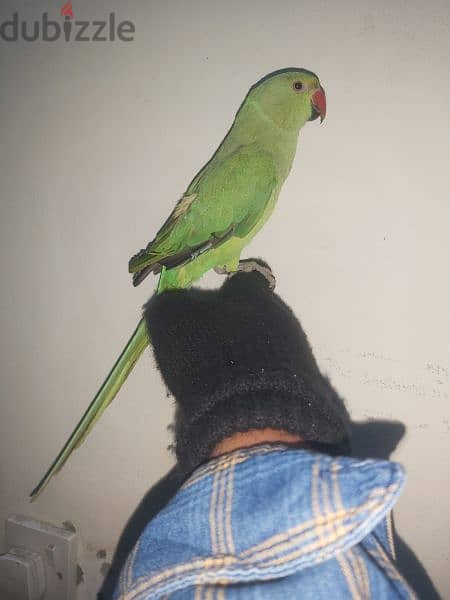 female parrot for sale 6