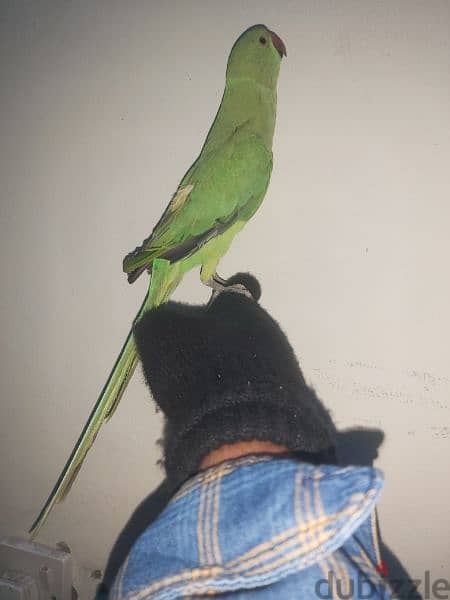 female parrot for sale 7