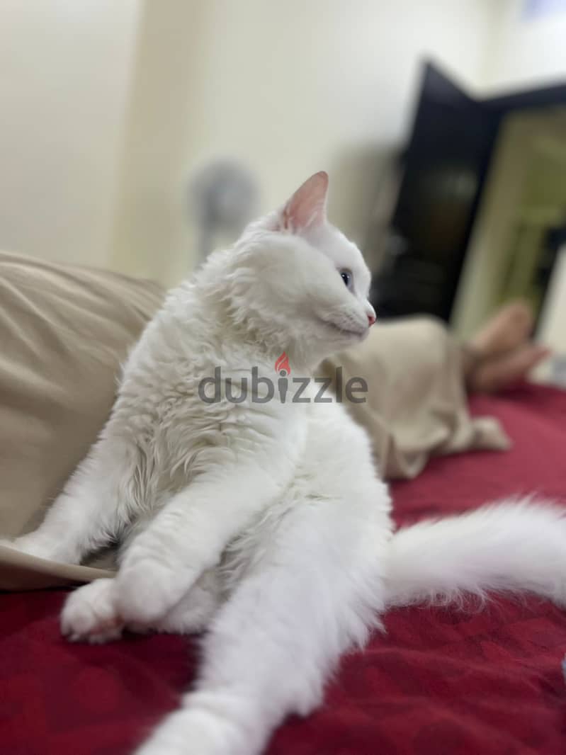 Persian White Cat ( Blue Eyes) - Adoption 1