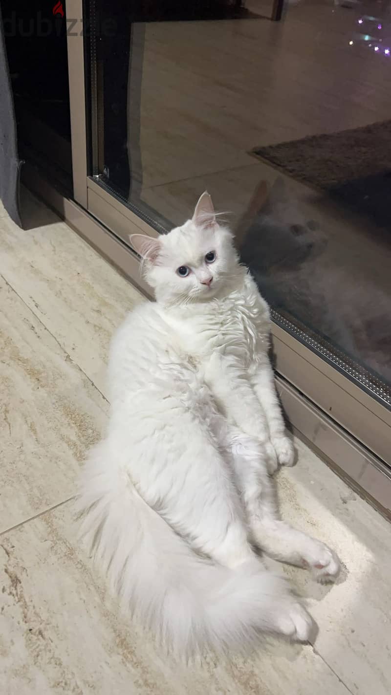 Persian White Cat ( Blue Eyes) - Adoption 2