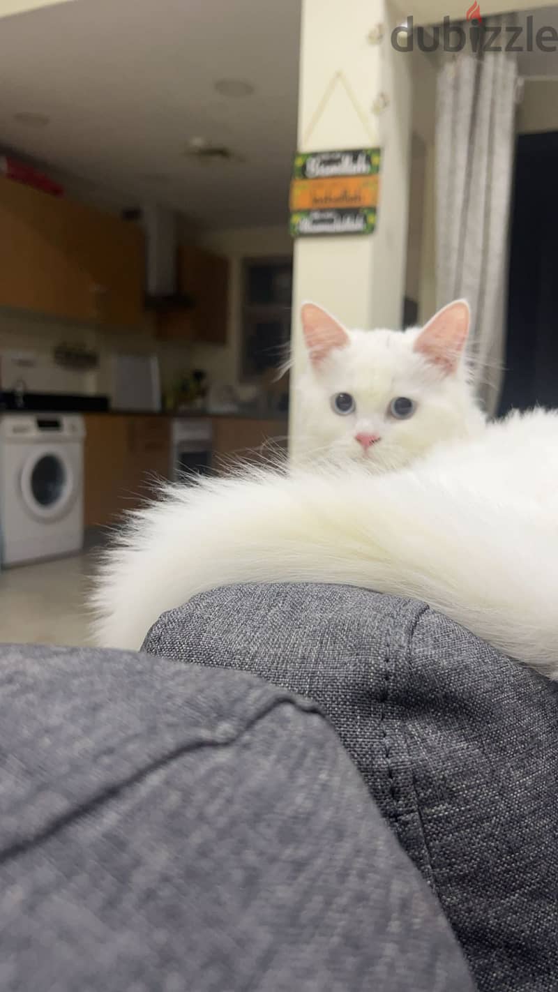 Persian White Cat ( Blue Eyes) - Adoption 3