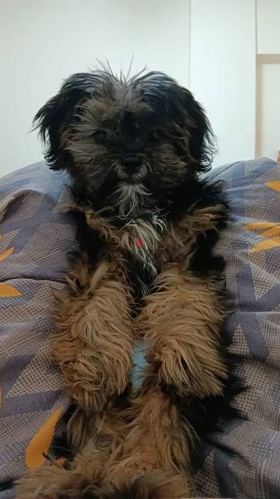 SHIH TZU AND POODLE MIX