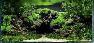 aquascaping & terrarium