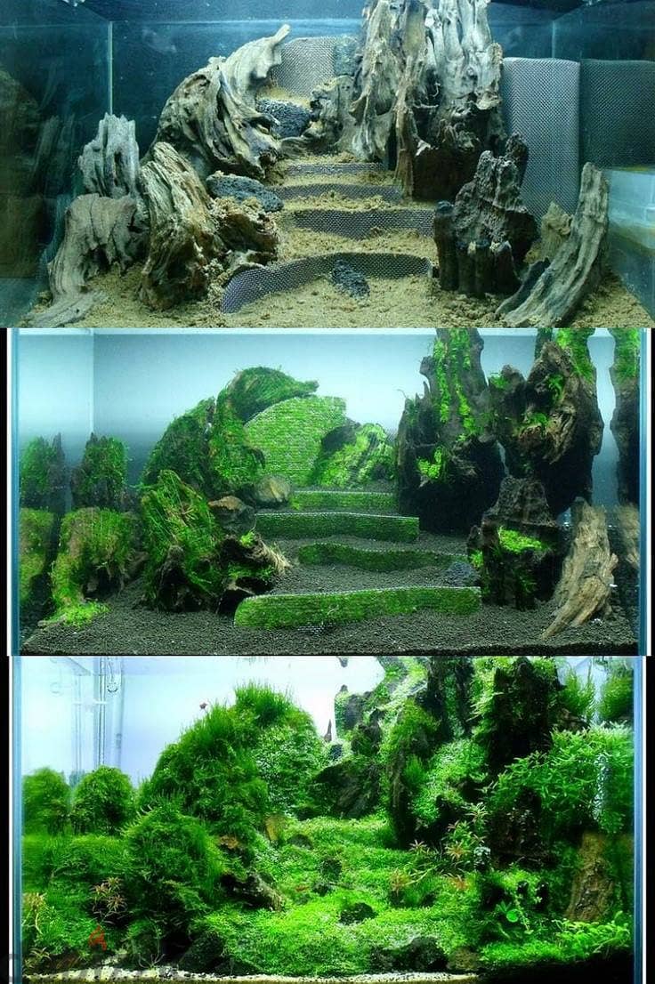 aquascaping & terrarium 1