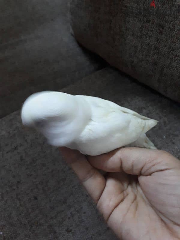 albino red eye love bird for sale 1