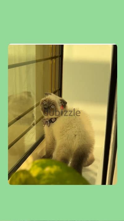 Scottish fold  سكوتش فولد