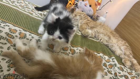 2 Persian Kitten for sale