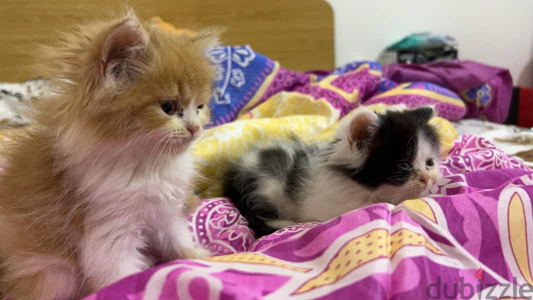 2 Persian Kitten for sale 1